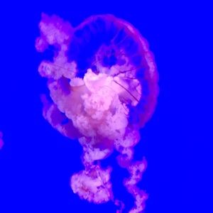 Meet your Posher, Mackenna